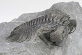 Coltraneia Trilobite Fossil - Huge Faceted Eyes #208933-3